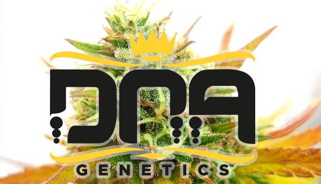 DNA Genetics: La genética y su papel en los mercados de cannabis legal